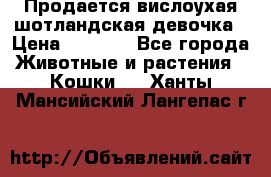 Продается вислоухая шотландская девочка › Цена ­ 8 500 - Все города Животные и растения » Кошки   . Ханты-Мансийский,Лангепас г.